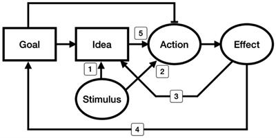 Strong evidence for ideomotor theory: Unwilled manifestation of the conceptual attribute in movement control